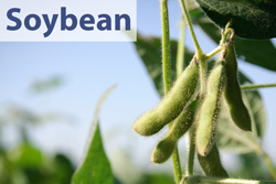 Soybean Reports